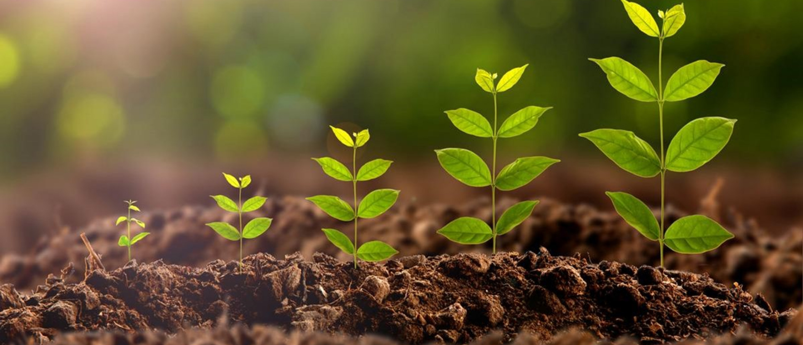 plant growing