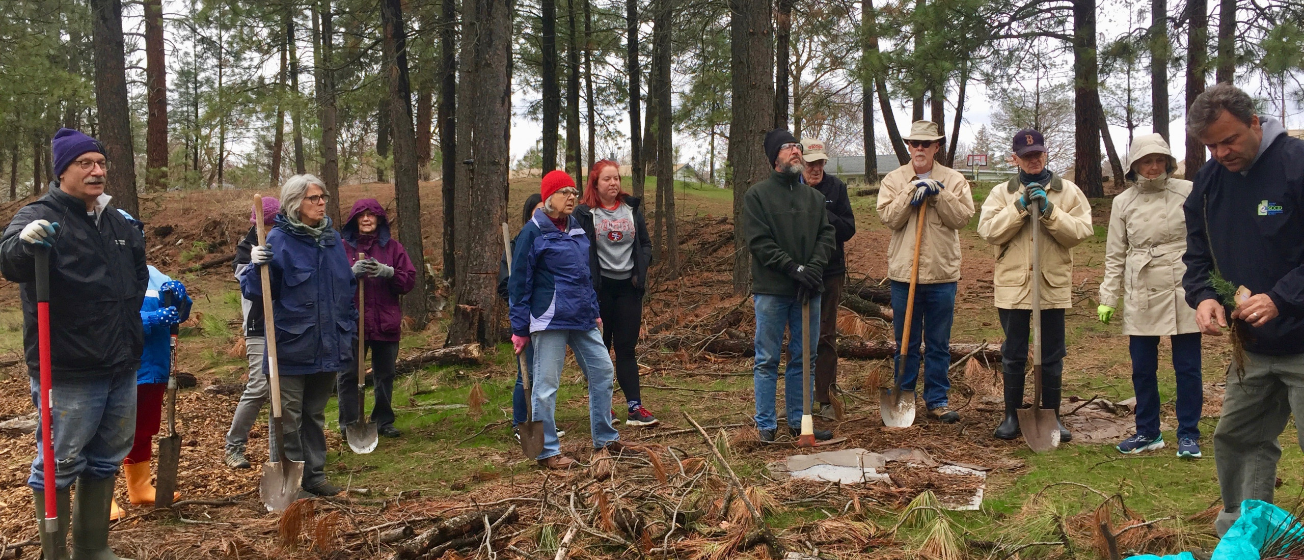 tree planting 1